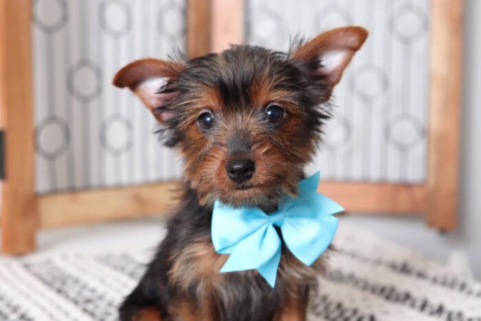 May - Sweetest Little Toy Female Yorkie
