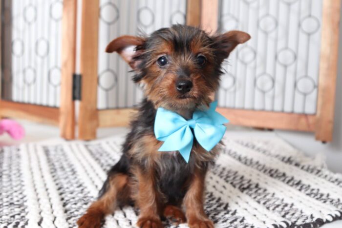 May - Sweetest Little Toy Female Yorkie - Image 2