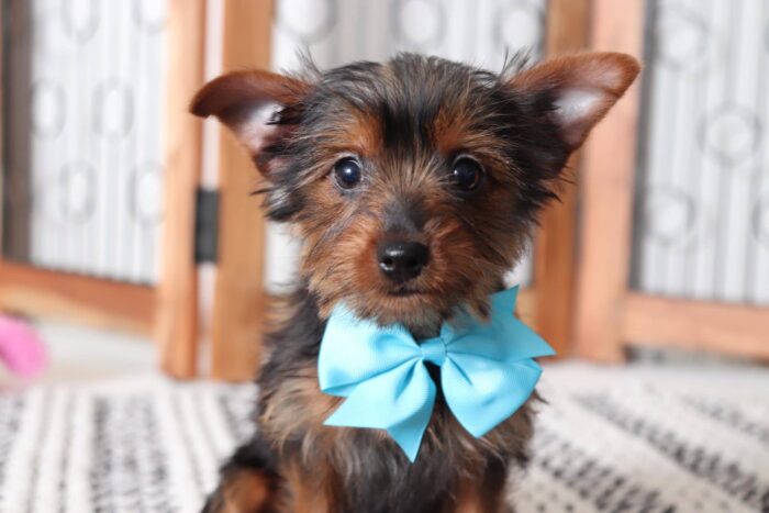 May - Sweetest Little Toy Female Yorkie - Image 3