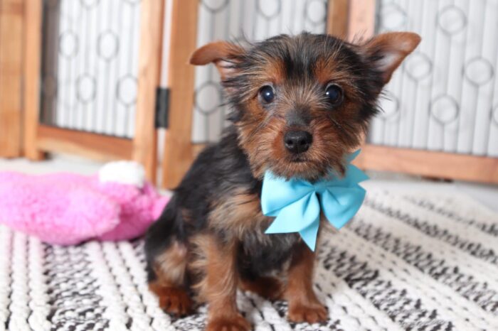 May - Sweetest Little Toy Female Yorkie - Image 4