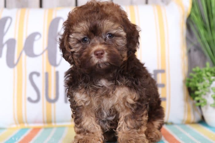 Mel - Handsome Shih-Poo Puppy