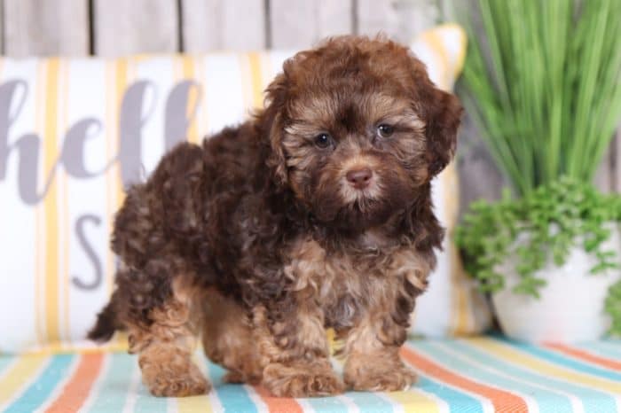 Mel - Handsome Shih-Poo Puppy - Image 2