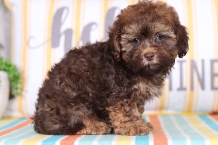 Mel - Handsome Shih-Poo Puppy - Image 3