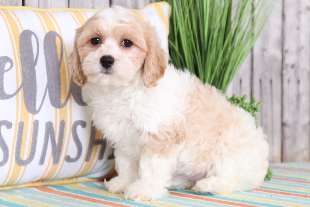 Buy Cavachon Puppies In Nova Scotia Canada