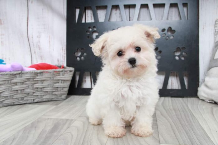 Melon- Adventurous Female Maltipoo Puppy