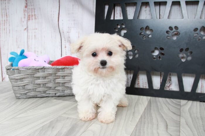 Melon- Adventurous Female Maltipoo Puppy - Image 2