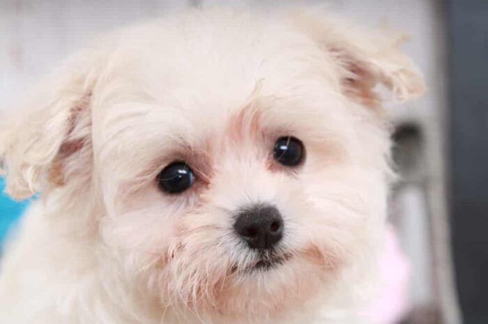 Melon- Adventurous Female Maltipoo Puppy - Image 3