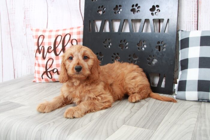 Merci- Smart Female Mini Goldendoodle Puppy - Image 7