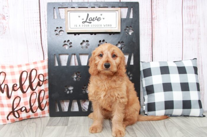 Merci- Smart Female Mini Goldendoodle Puppy - Image 6