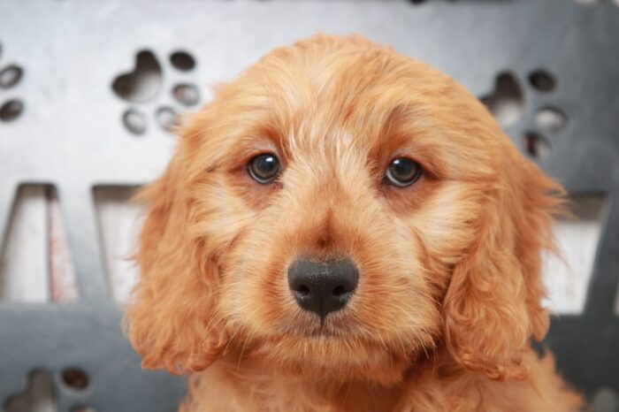 Merci- Smart Female Mini Goldendoodle Puppy - Image 4