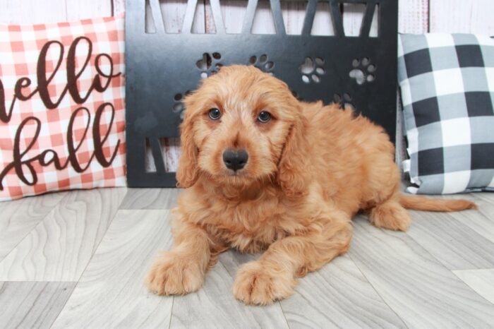 Merci- Smart Female Mini Goldendoodle Puppy - Image 3