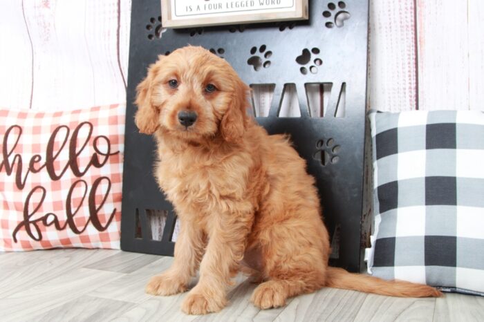 Merci- Smart Female Mini Goldendoodle Puppy