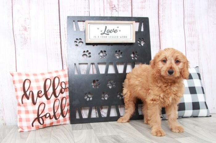 Merci- Smart Female Mini Goldendoodle Puppy - Image 2