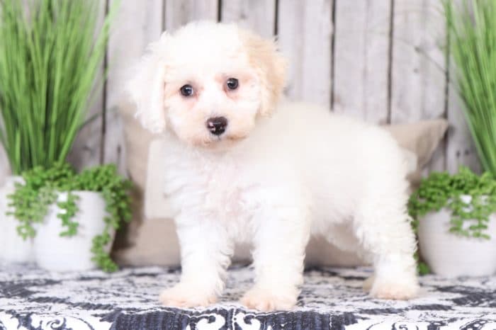 Merida - Loving Poochon