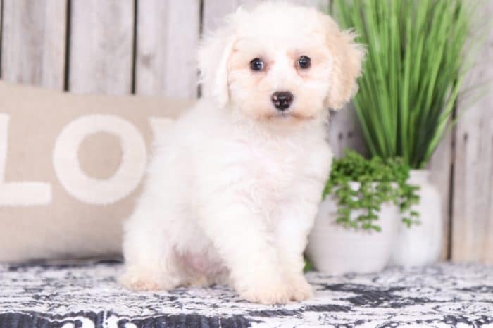 Merida - Loving Poochon - Image 3