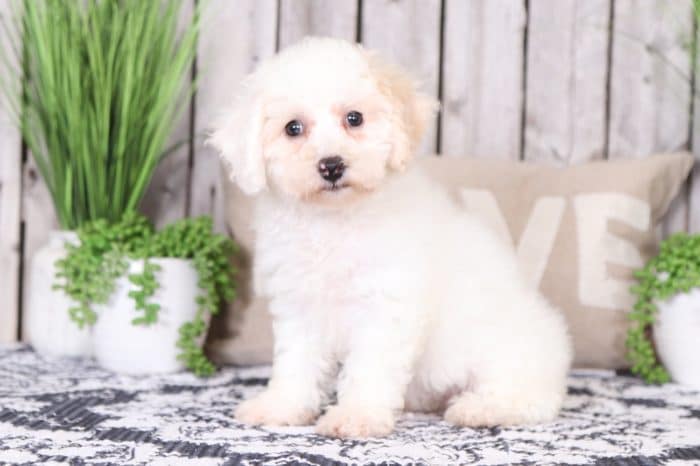 Merida - Loving Poochon - Image 2