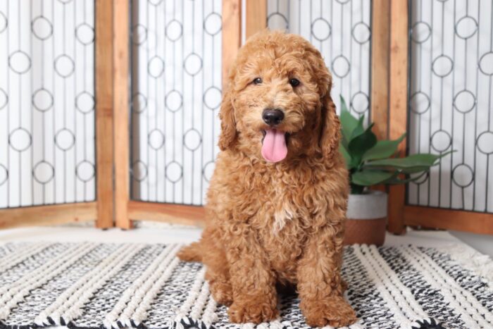 Merritt- Sweet Little Male F1B Mini Goldendoodle Puppy