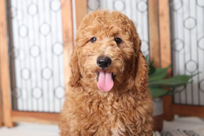 Merritt- Sweet Little Male F1B Mini Goldendoodle Puppy - Image 2