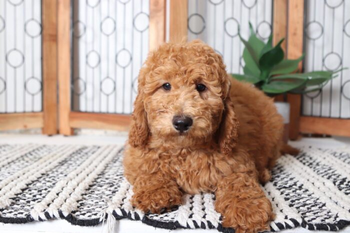 Merritt- Sweet Little Male F1B Mini Goldendoodle Puppy - Image 3