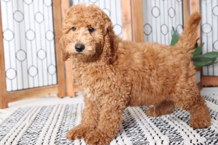 Merritt- Sweet Little Male F1B Mini Goldendoodle Puppy - Image 4