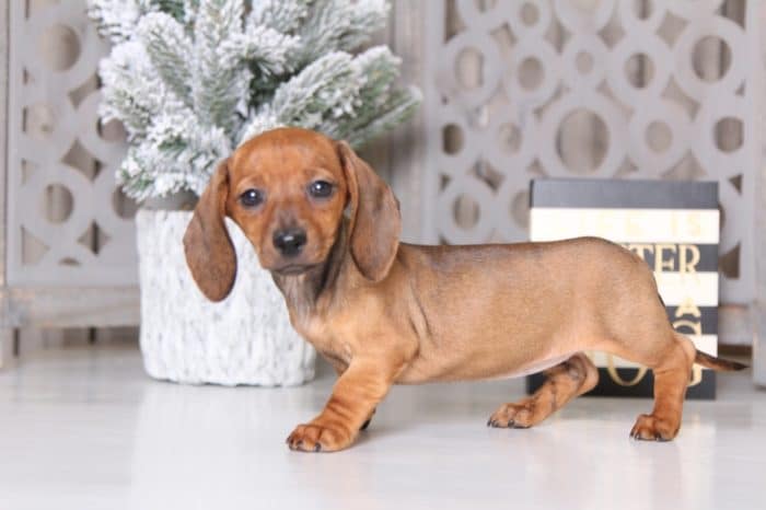 Merry - Sweet  Dachshund - Image 2
