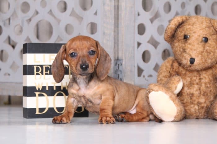 Merry - Sweet  Dachshund - Image 3