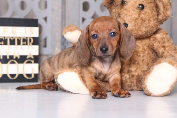 Merry - Sweet  Dachshund - Image 4