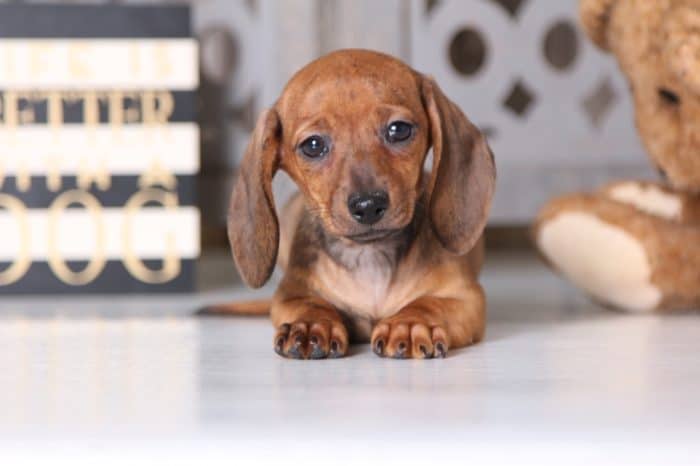 Merry - Sweet  Dachshund - Image 5