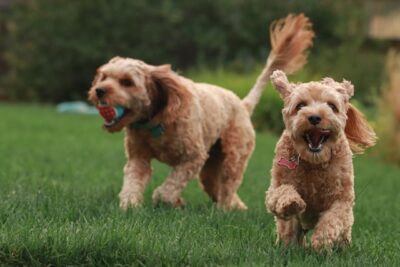 Two Cavapoos playing fetch together with a ball and tongue out