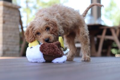 Cavapoo pup playing with a stuffed toy