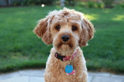 close-up photo of cavapoo outside