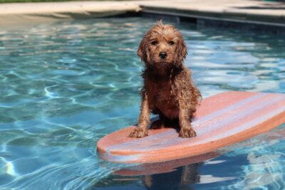 cavapoo on a surf board