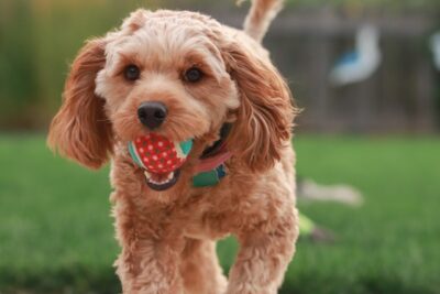 Cavapoo dog playing fetch