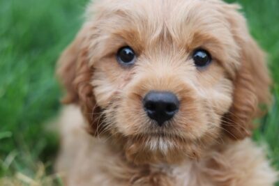 close-up photo of cavapoo