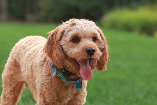 Cavapoo Full Grown