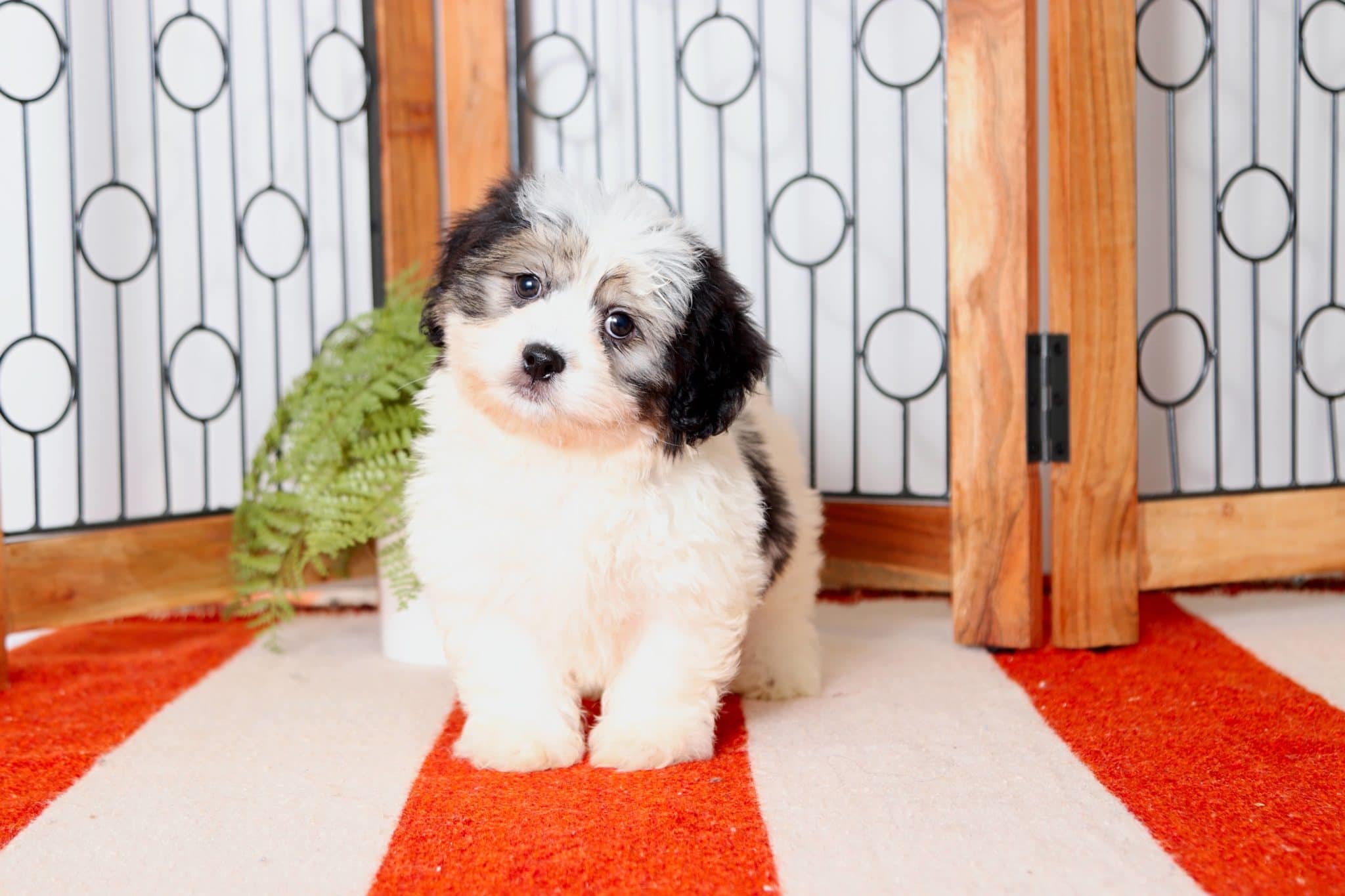 Mickey - Amazing Male Teddy Bear Puppy