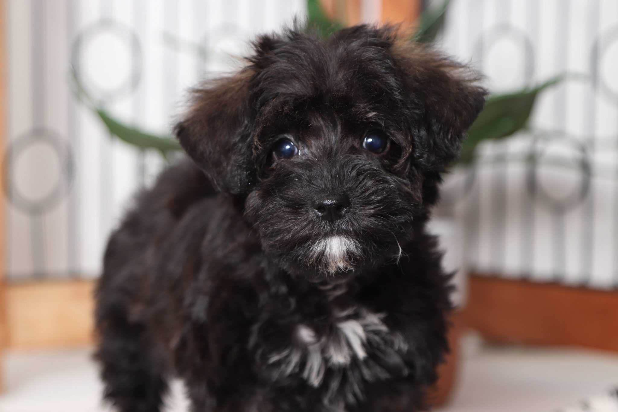 Shangle Pup Mikey - Amazing Little Male Schnoodle Puppy - Puppies Online