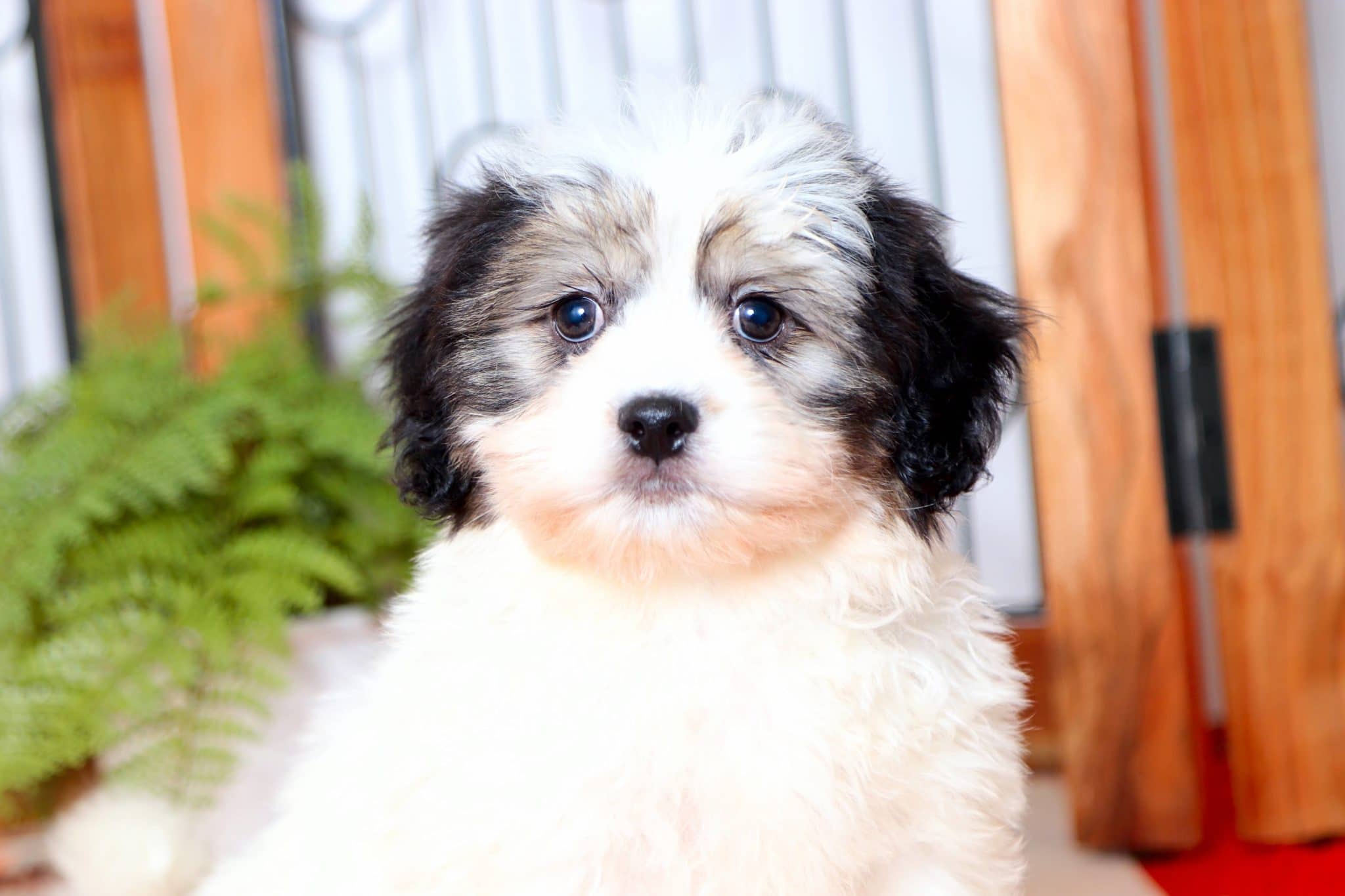 Mickey - Amazing Male Teddy Bear Puppy - Image 2