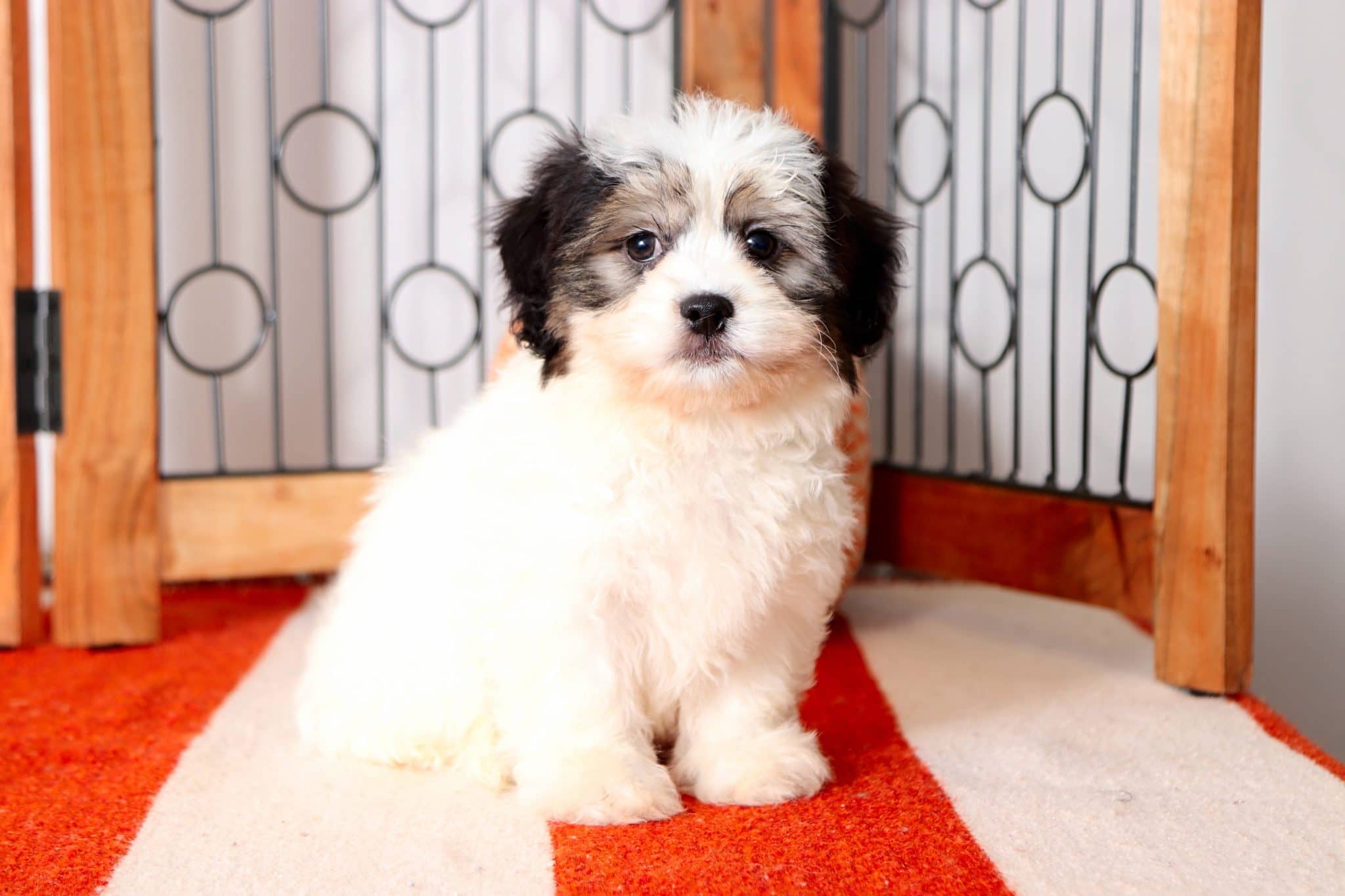 Mickey - Amazing Male Teddy Bear Puppy - Image 3