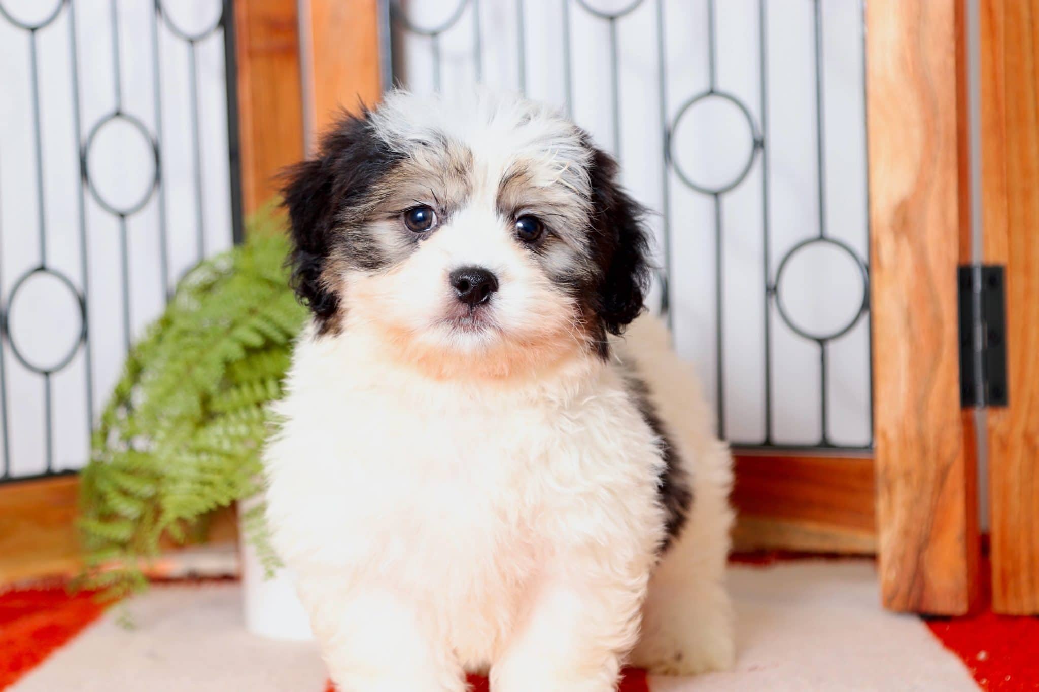 Mickey - Amazing Male Teddy Bear Puppy - Image 4