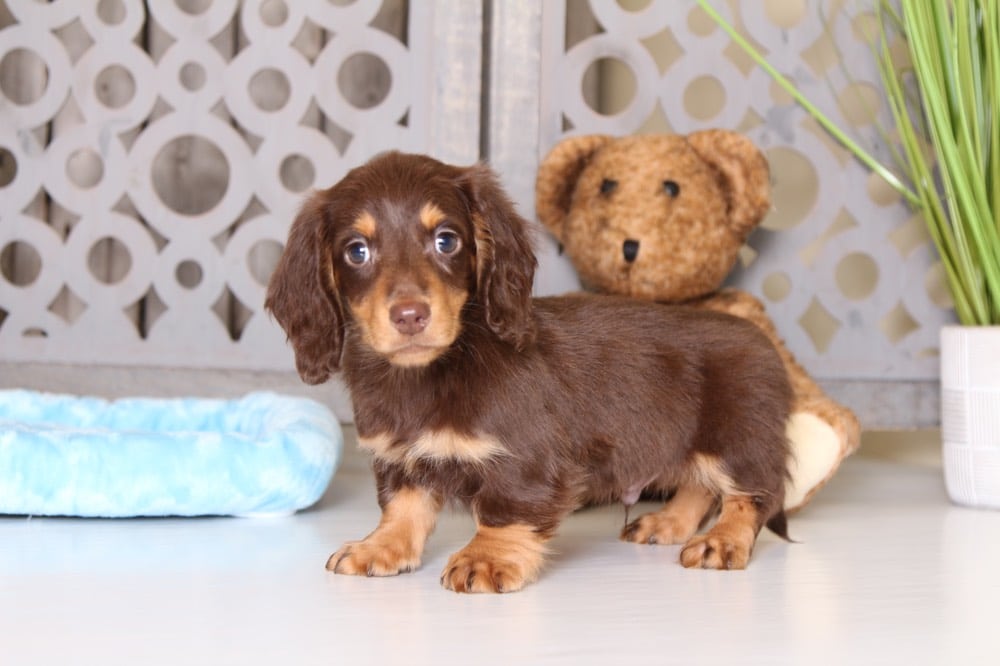 Mighty Awesome Long Haired Dachshund Puppy