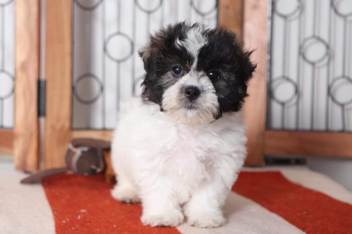 Mike - Awesome Little Male Teddy Bear Puppy