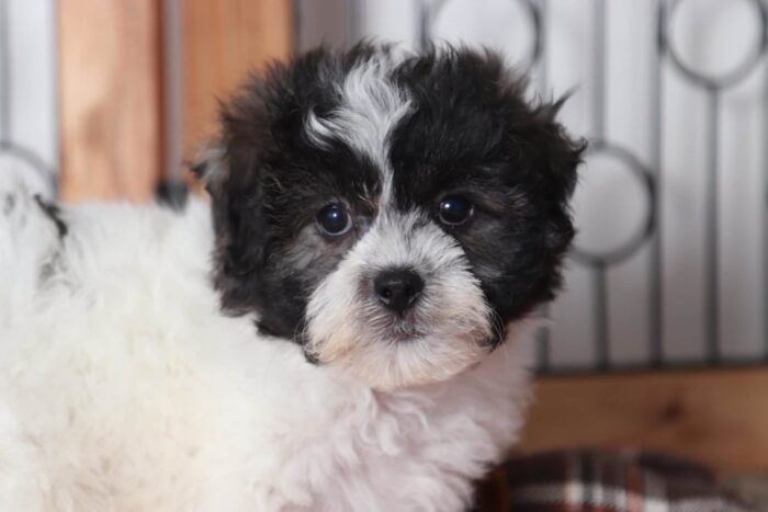 Mike - Awesome Little Male Teddy Bear Puppy - Image 2