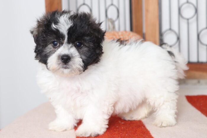 Mike - Awesome Little Male Teddy Bear Puppy - Image 3