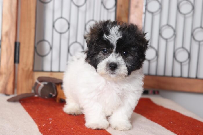 Mike - Awesome Little Male Teddy Bear Puppy - Image 4