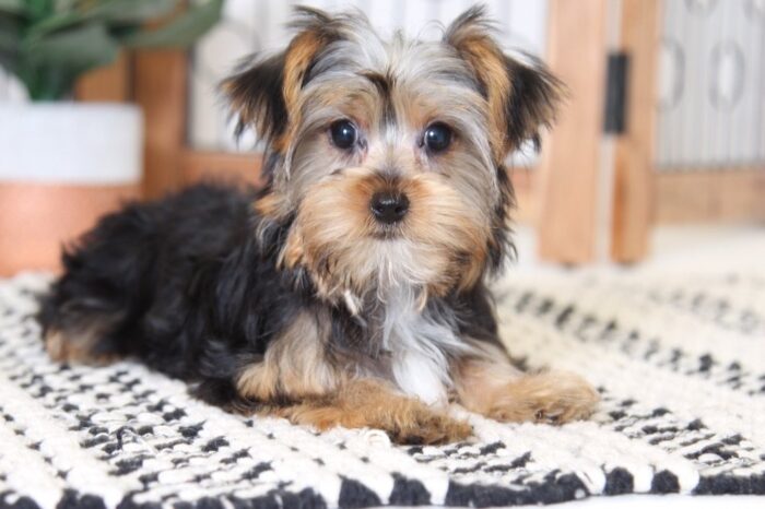 Mila - Gorgeous Little ICA Female Yorkie