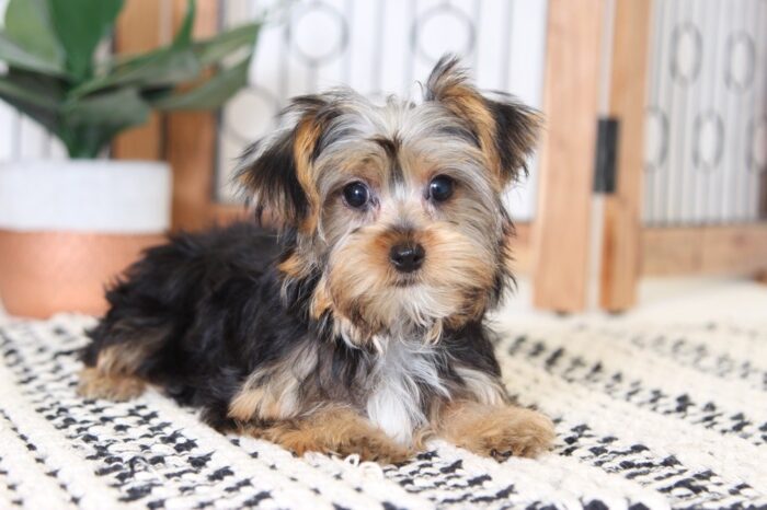 Mila - Gorgeous Little ICA Female Yorkie - Image 2