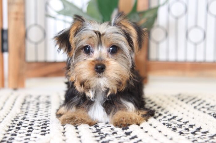 Mila - Gorgeous Little ICA Female Yorkie - Image 4
