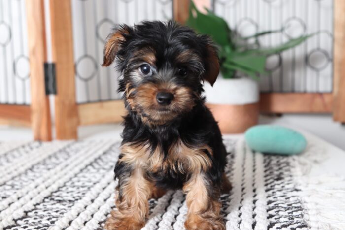 Miles - Amazing Male Yorkie Puppy - Image 5