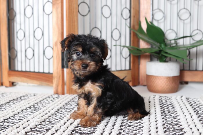 Miles - Amazing Male Yorkie Puppy